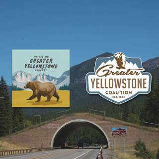 Making Strides for Montana Wildlife Crossings