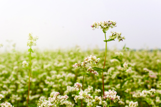 Audio Article: Cultivating Buckwheat