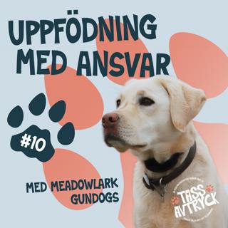 Hunduppfödning med ansvar - Möt Meadowlark Gundogs!
