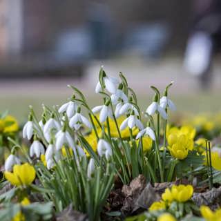 Wararka maanta iyo Sweden