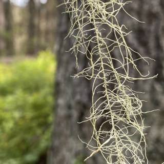 Världens längsta lav, vindlande grottor och en ovanlig jordstjärna