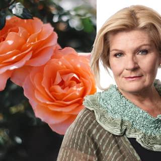 En påminnelse från det undermedvetna: Cecilia Uddén, Mellanösternkorrespondent