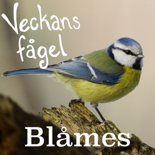 Blåmes