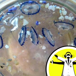 Naked Oceans - From Plastics to Poo