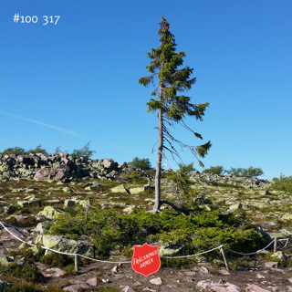 #100 317 Om träd, sorg och gurkianska