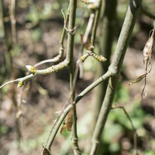 Guerrilla Gardening, Seasonal Advice, and Maintaining a World-Famous Laburnum Arch