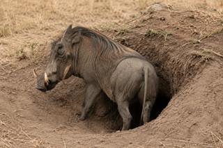 Warthogs: Africa’s Toughest Underdogs (Classic)