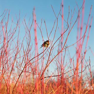From beak to branch - how gardeners can help our feathered friends