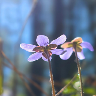 Morning Light in the Ancient Grove | Calming Birdsong
