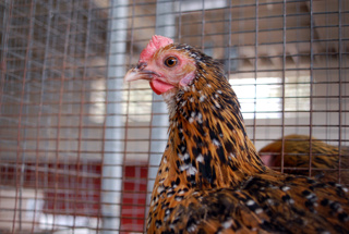 Intro to 4-H Chicken Showmanship and Poultry Projects