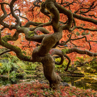 Uncovering the Roots