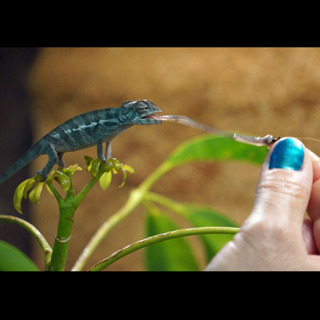Ep 85: Taming Your Chameleon