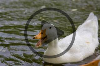 How to Protect Your Poultry and Waterfowl