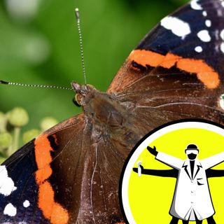 Incredible insects and their special skills