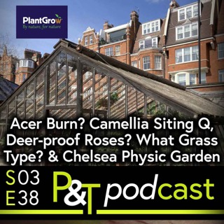 Acer Burn, Camellia Siting Question, Deer-proof Rose Bush? What Grass Type for my Lawn & Chelsea Physic Garden