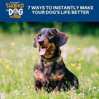 7 Ways To Instantly Make Your Dog's Life Better #253