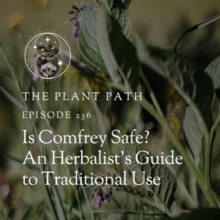 Comfrey Benefits: Traditional Uses & Safety for Herbalists