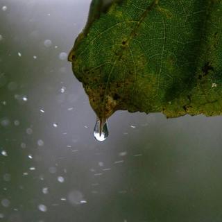 😴🌧️🎵 Soft RAIN and MUSIC, the Perfect Duo for a good NIGHT of SLEEP