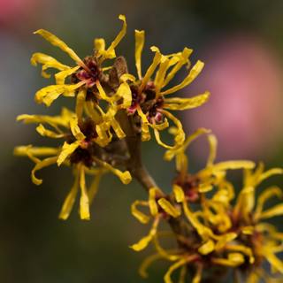 Festive foliage and natural decorations