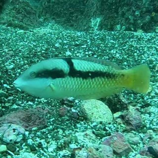 Facts: The Spinster Wrasse