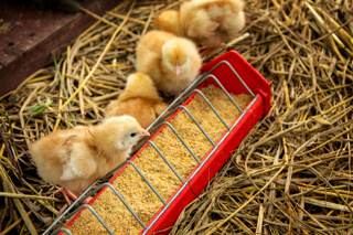 Ep. 139 Preparing for Chicks