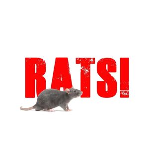 Rats!