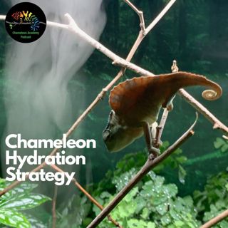 Chameleon Hydration Strategy
