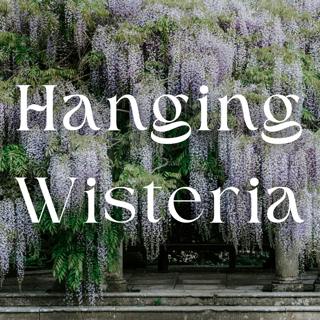 Hanging Wisteria - Beautiful and Calming Sleep Music