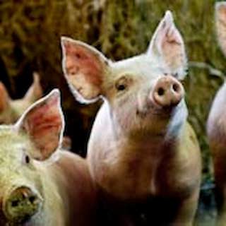 Nöff, oink eller groin?