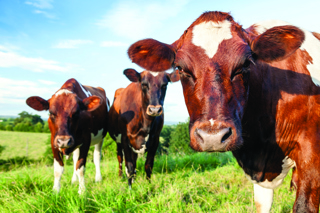 Audio Article: Bovine Leukemia Virus, A Call to Action