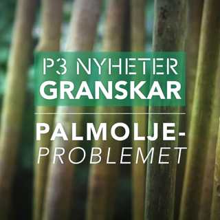 Palmoljeproblemet - P3 Nyheter Granskar
