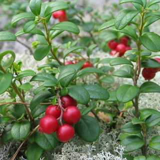 Bärens hemligheter och Alpernas färgrika flora