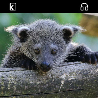 There Are Popcorn-Like Smelling Cats In The World