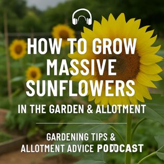 🎧 How to Grow Massive Sunflowers in the Garden & Allotment | Gardening Tips & Allotment Advice Podcast