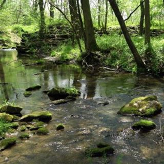 Cobblestone River and Birds - 10 Hours Sleep Sound
