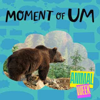 How do bears make their dens?