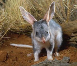 Bilby Bouncing Back