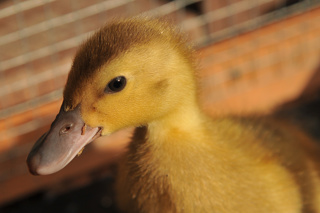 How to Care for Baby Ducks