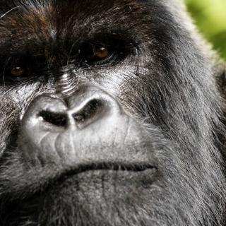 A new Netflix documentary captures rare mountain gorilla behavior