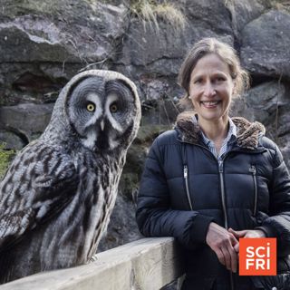 Unmasking Owls’ Mysteries | Why It Feels So Good To Eat Chocolate