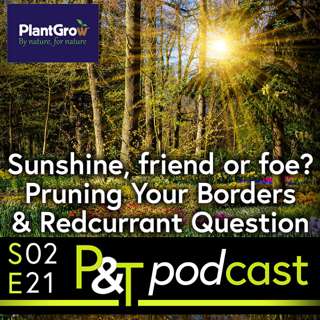 Sunshine, Gardeners' Friend or Foe? Time to Prune Your Borders & Redcurrant Listeners' Question