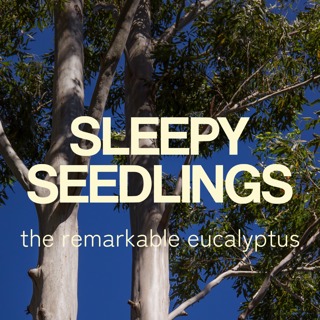 The Remarkable Eucalyptus