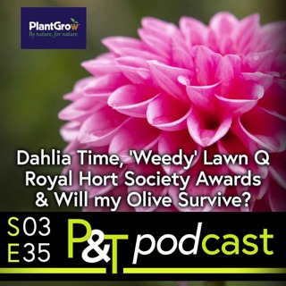 Dahlia Time! What about Weedy Lawn, Royal Horticultural Society Awards & Will my Olive Survive?