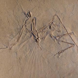 The dinosaurs who survived the asteroid