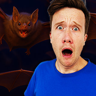 MIDWEEKLY: Why Do Vampire Bats Drink Blood?đŠđ©ž