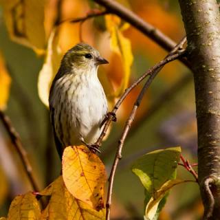 😴🍂🎵 The Authentic Sound of BIRDS and MUSIC for a Peaceful NIGHT