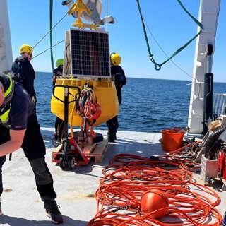 Så sänker vi bullret i havet – för djurlivets skull