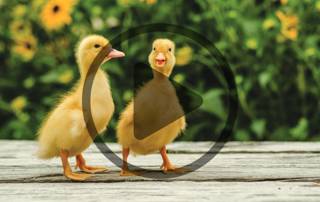 Audio Article: Can Chickens Hatch Ducks?