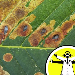 Plant Pests and Plant Pathology