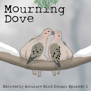 Mourning Dove